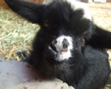 Bottoms-Up-Ranch Dolly